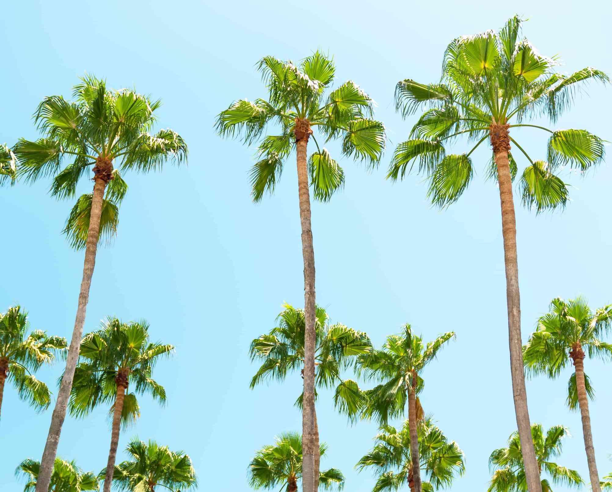 palmeiras e céu azul claro